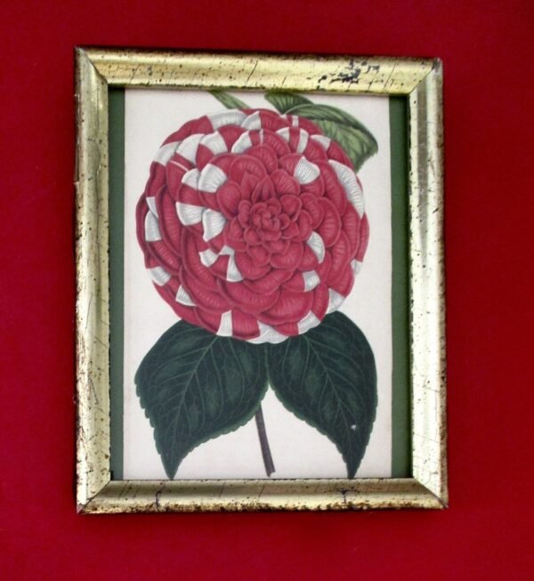 Collection of (3) Smaller Antique Original Framed Botanicals Under Glass/Shabby Chic - Image 2