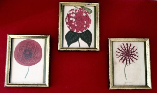 Collection of (3) Smaller Antique Original Framed Botanicals Under Glass/Shabby Chic