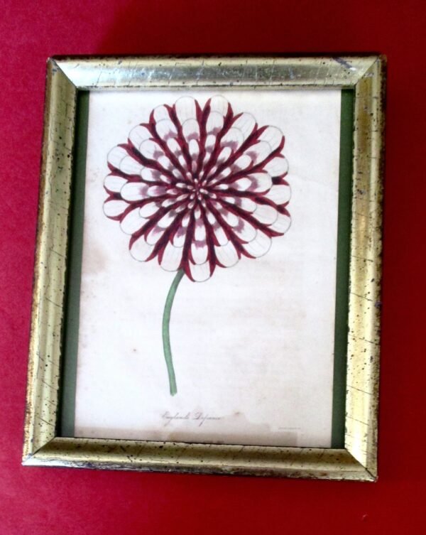Collection of (3) Smaller Antique Original Framed Botanicals Under Glass/Shabby Chic - Image 3