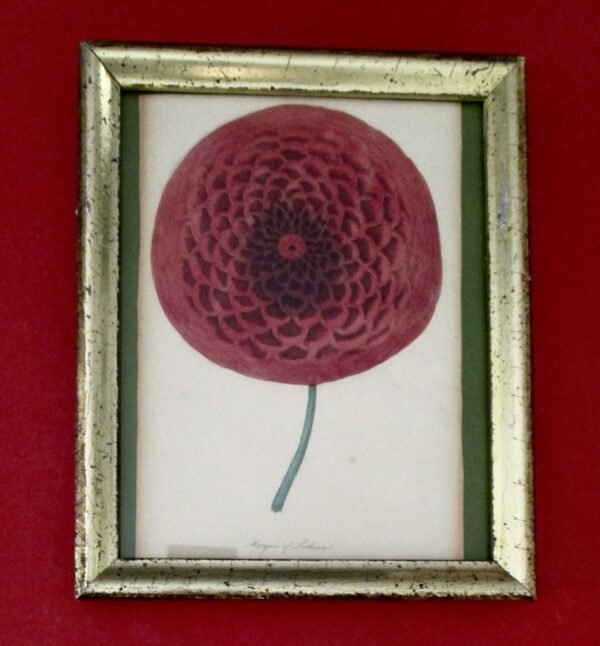 Collection of (3) Smaller Antique Original Framed Botanicals Under Glass/Shabby Chic - Image 4