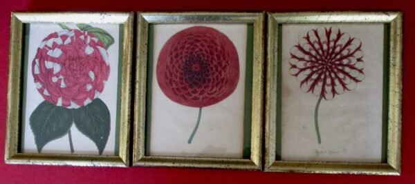 Collection of (3) Smaller Antique Original Framed Botanicals Under Glass/Shabby Chic - Image 5